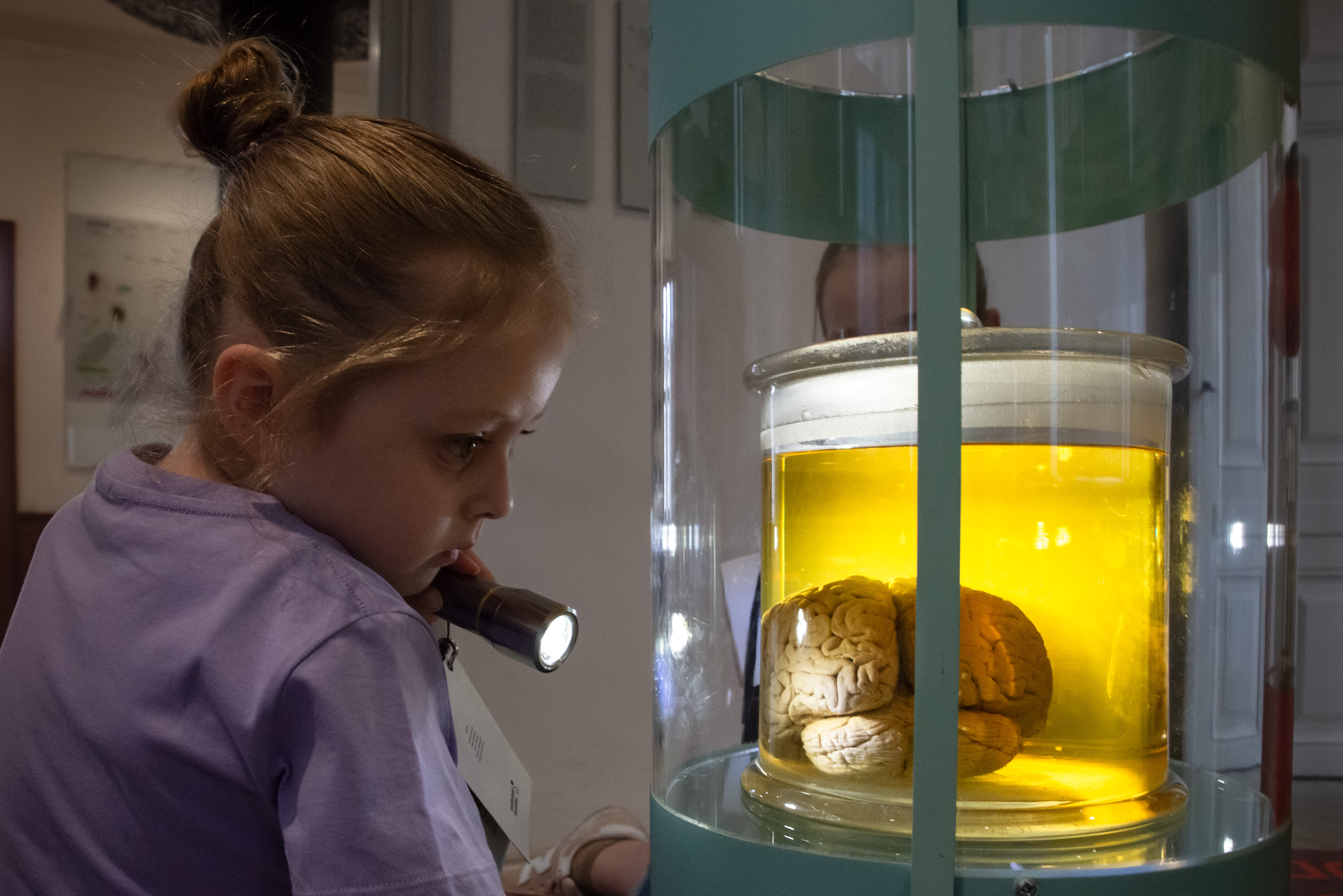 Girl shining a flashlight on a preserved brain model at Medical Museion, Copenhagen.